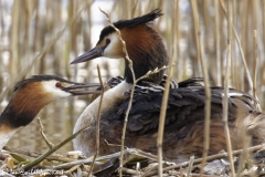 Great Crested Grebe on Nest with Three little Chicks Feeding