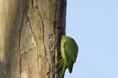 Wild Parakeet Building Nest