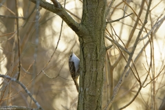 Treecreeper