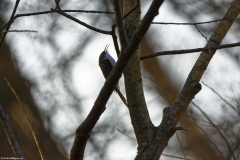 Treecreeper