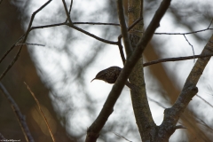 Treecreeper