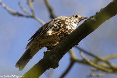 Mistle Thrush Side View on Branch