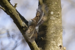 Treecreeper in Flight With Food in Beak