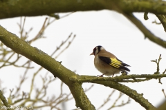 Goldfinch