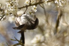 Long-tailed Tit upside Down on Blossom Tree