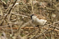 Male House Sparrow