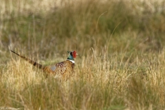 Male Pheasant