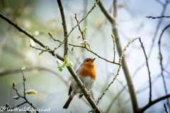 Robin on Branch Front View