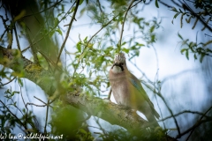 Jay on Branch Side View