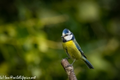 Blue Tit on Branch Side View