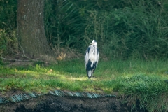 Grey Heron