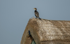 Cormorant