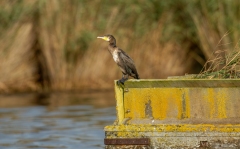 Cormorant