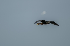Cormorant in flight