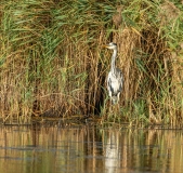 Grey Heron