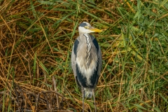 Grey Heron