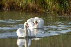 Mute Swans
