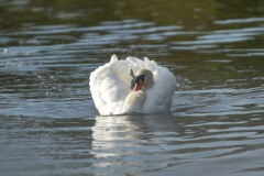 Mute Swan