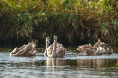 Cygnets