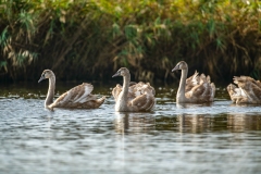 Cygnets