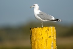 Common Gull