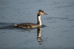 Great Crested Grebe