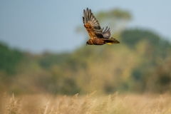 Marsh Harrier in Flight