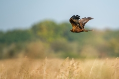 Marsh Harrier in Flight