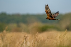 Marsh Harrier in Flight