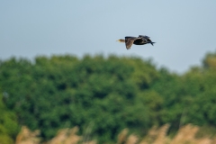 Cormorant in flight