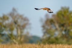 Marsh Harrier in Flight