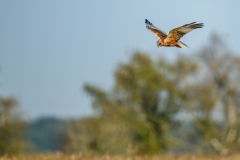 Marsh Harrier in Flight