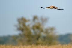 Marsh Harrier in Flight