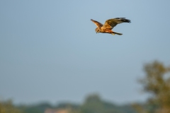Marsh Harrier in Flight