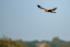 Marsh Harrier in Flight