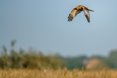 Marsh Harrier in Flight