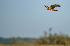 Marsh Harrier in Flight