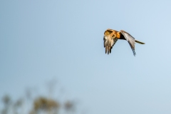 Marsh Harrier in Flight