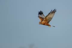 Marsh Harrier in Flight