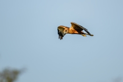 Marsh Harrier in Flight