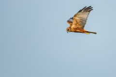 Marsh Harrier in Flight