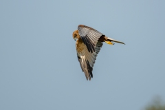 Marsh Harrier in Flight