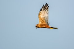 Marsh Harrier in Flight