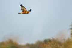 Marsh Harrier in Flight