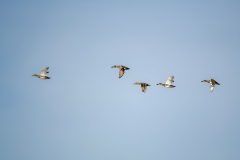 Gadwalls in Flight