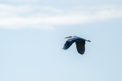 Grey Heron in Flight