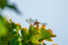 Ruddy Darter