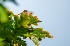 Ruddy Darter