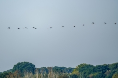 14 Cranes in Flight