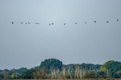 14 Cranes in Flight